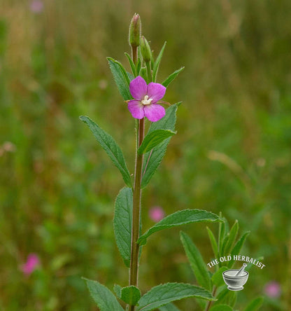 Small-Flowered Willow Herb – Epilobium parviflorum