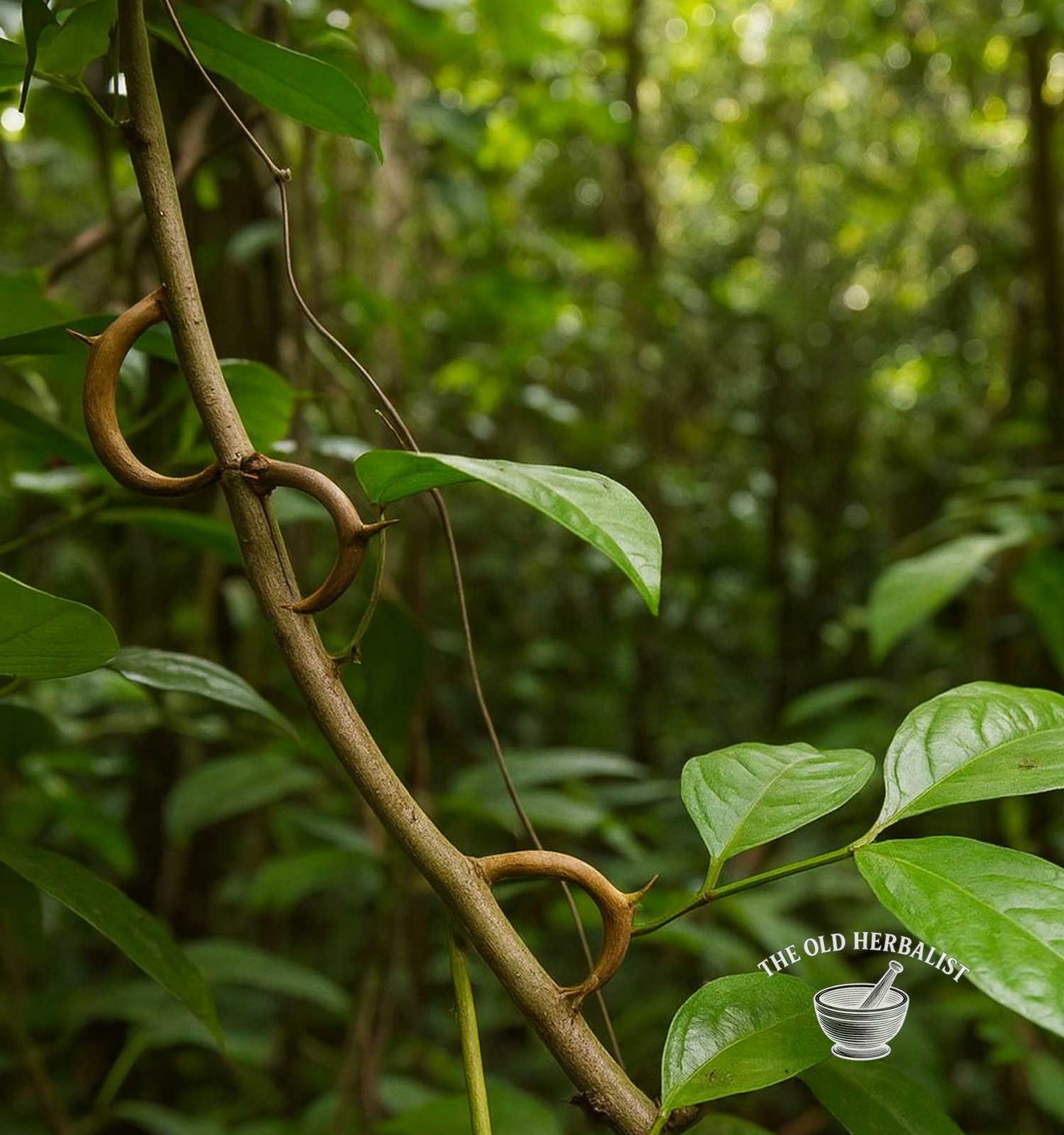 Cat’s Claw Bark Powder – Uncaria tomentosa