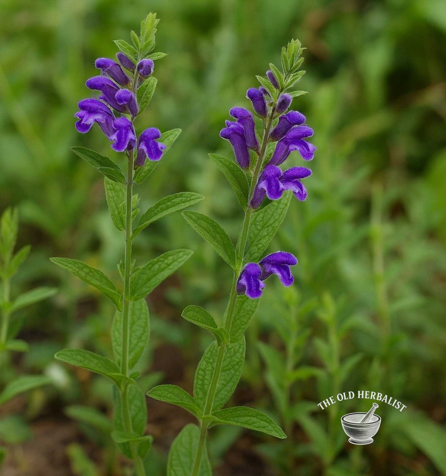 Baikal Skullcap Root – Scutellaria baicalensis