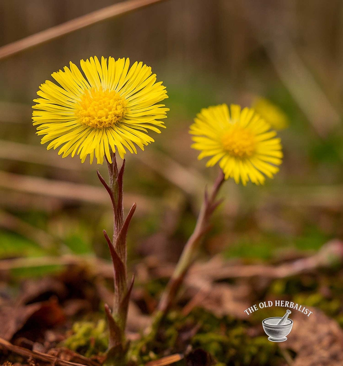 Coltsfoot Flower – Tussilago farfara