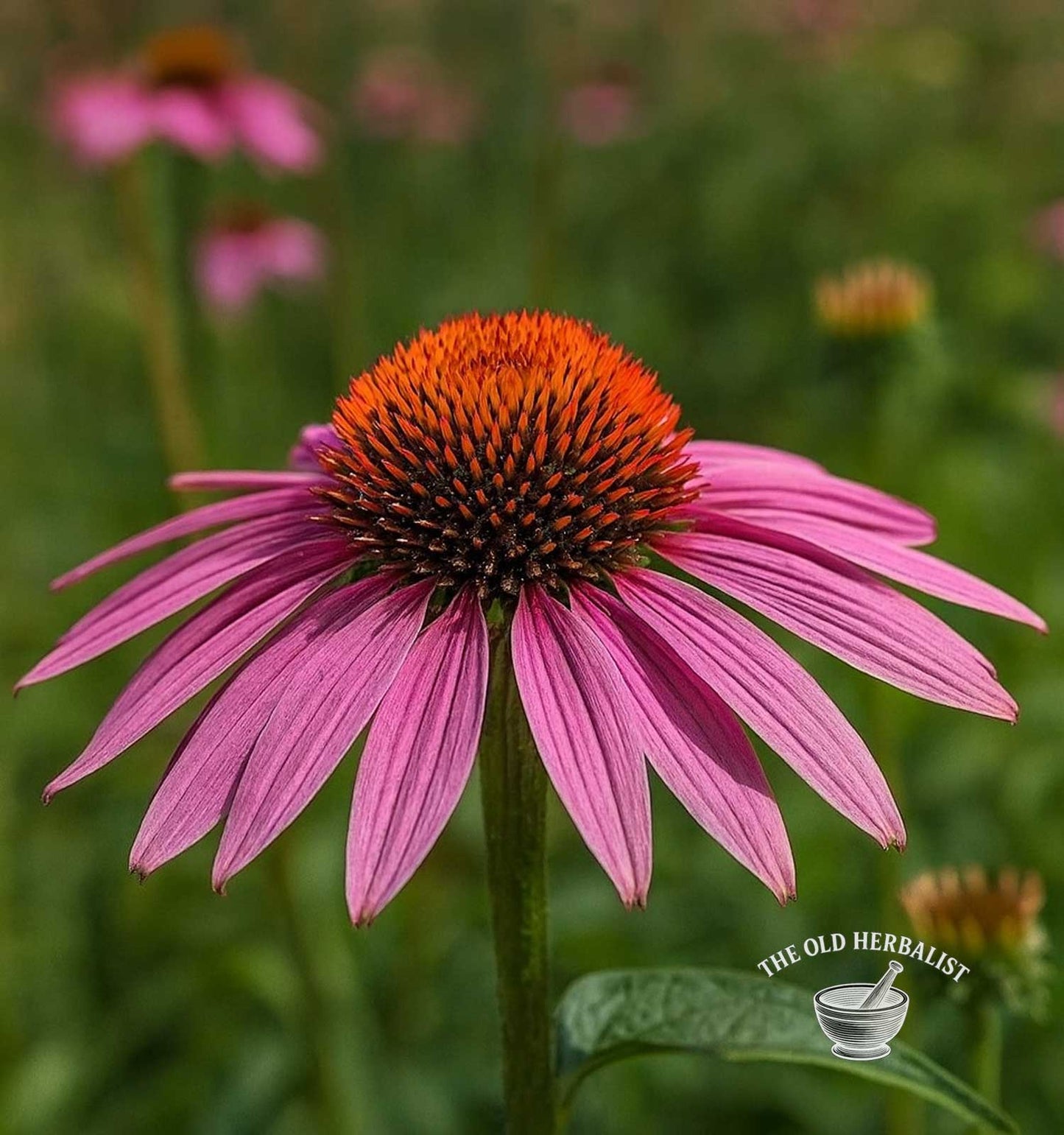 Echinacea Flower – Echinacea purpurea