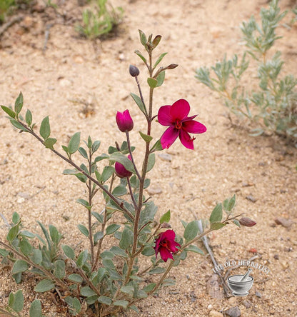 Rhatany Root – Krameria peruviana