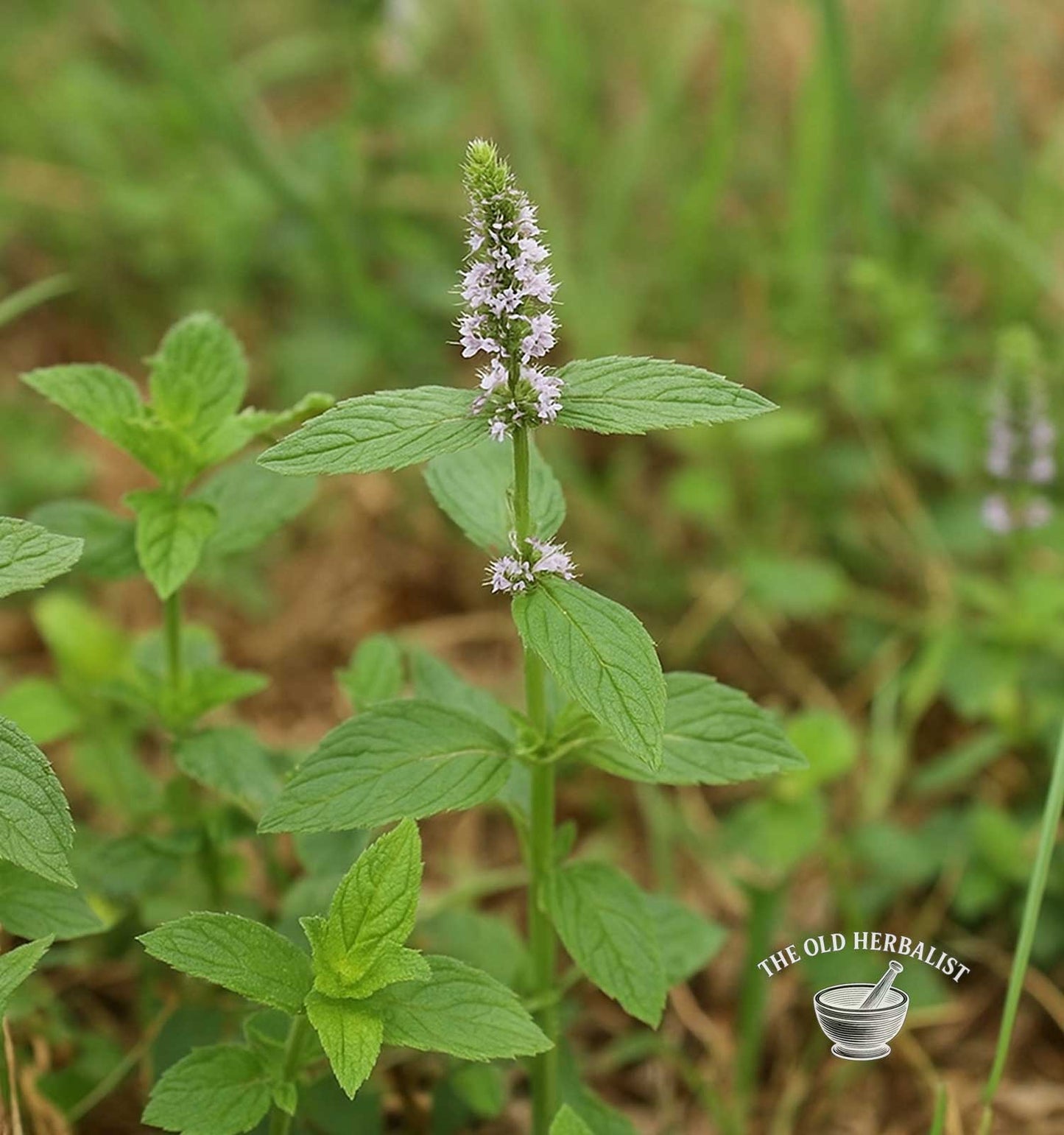Mint plant with green leaves and small purple flowers in a natural setting.