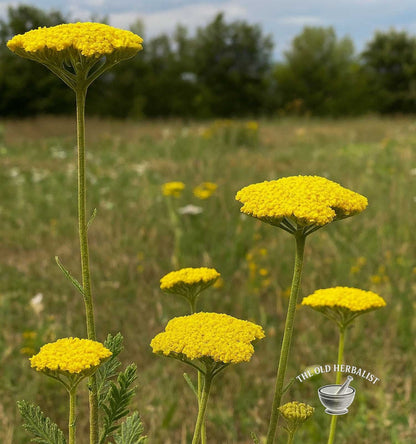 Yellow Yarrow Herb – Achillea clypeolata