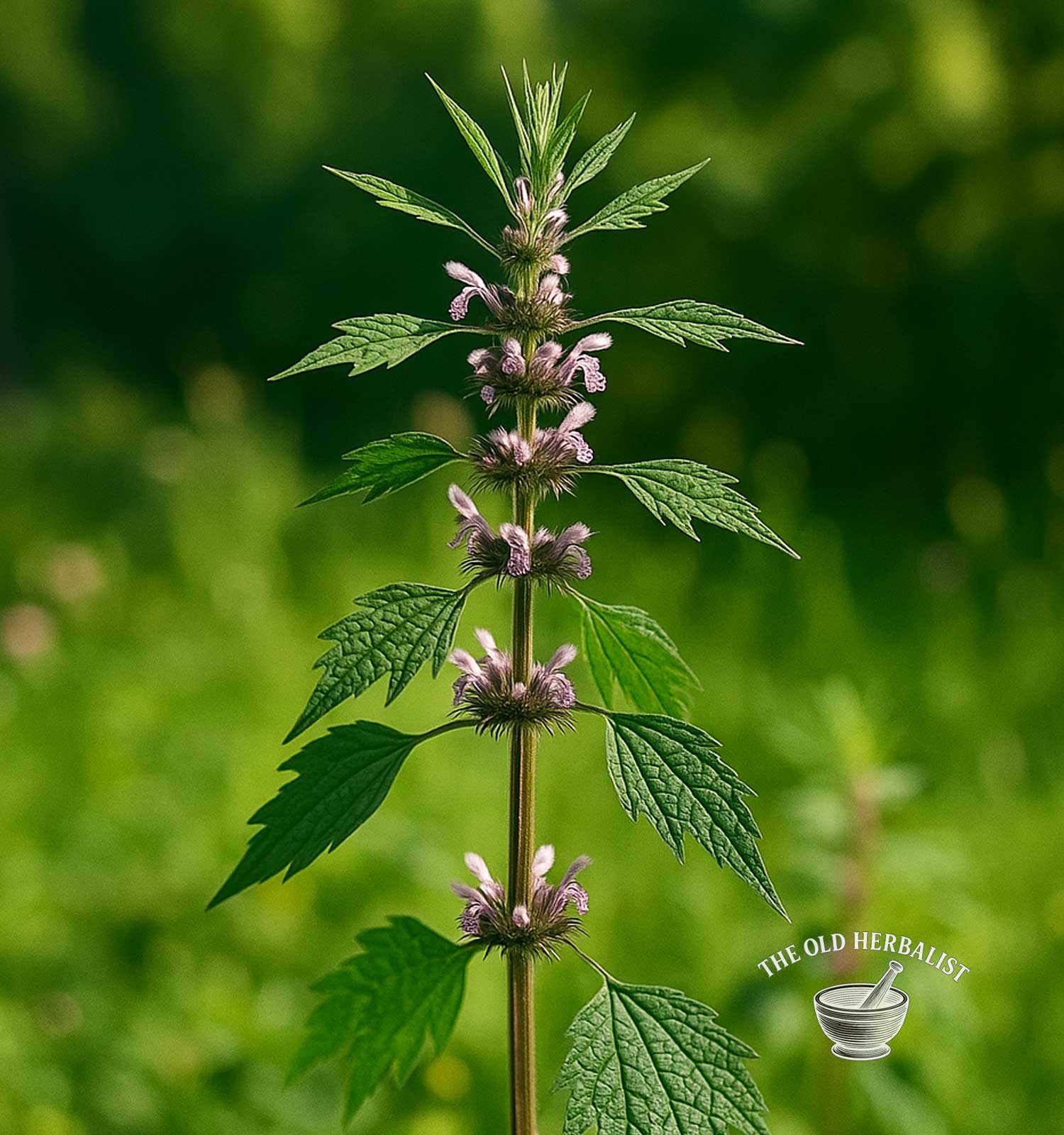 motherwort plant