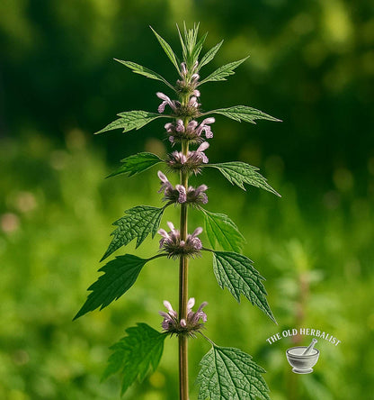 motherwort plant