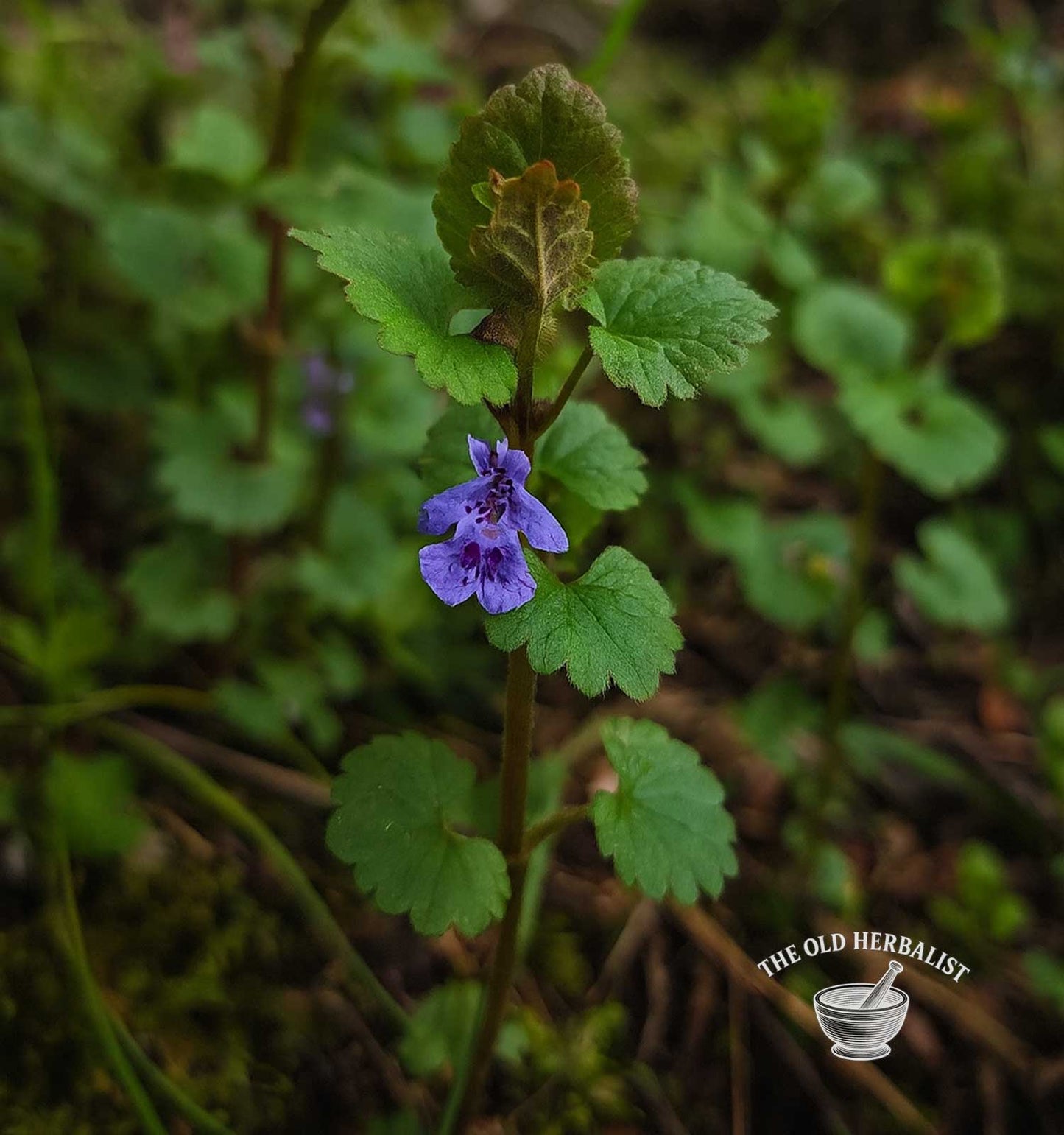 Ground Ivy Herb – Glechoma hederacea