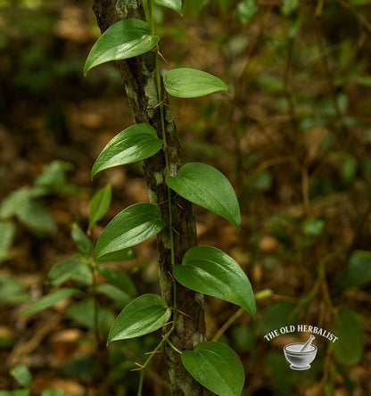Sarsaparilla Root Powder – Smilax officinalis