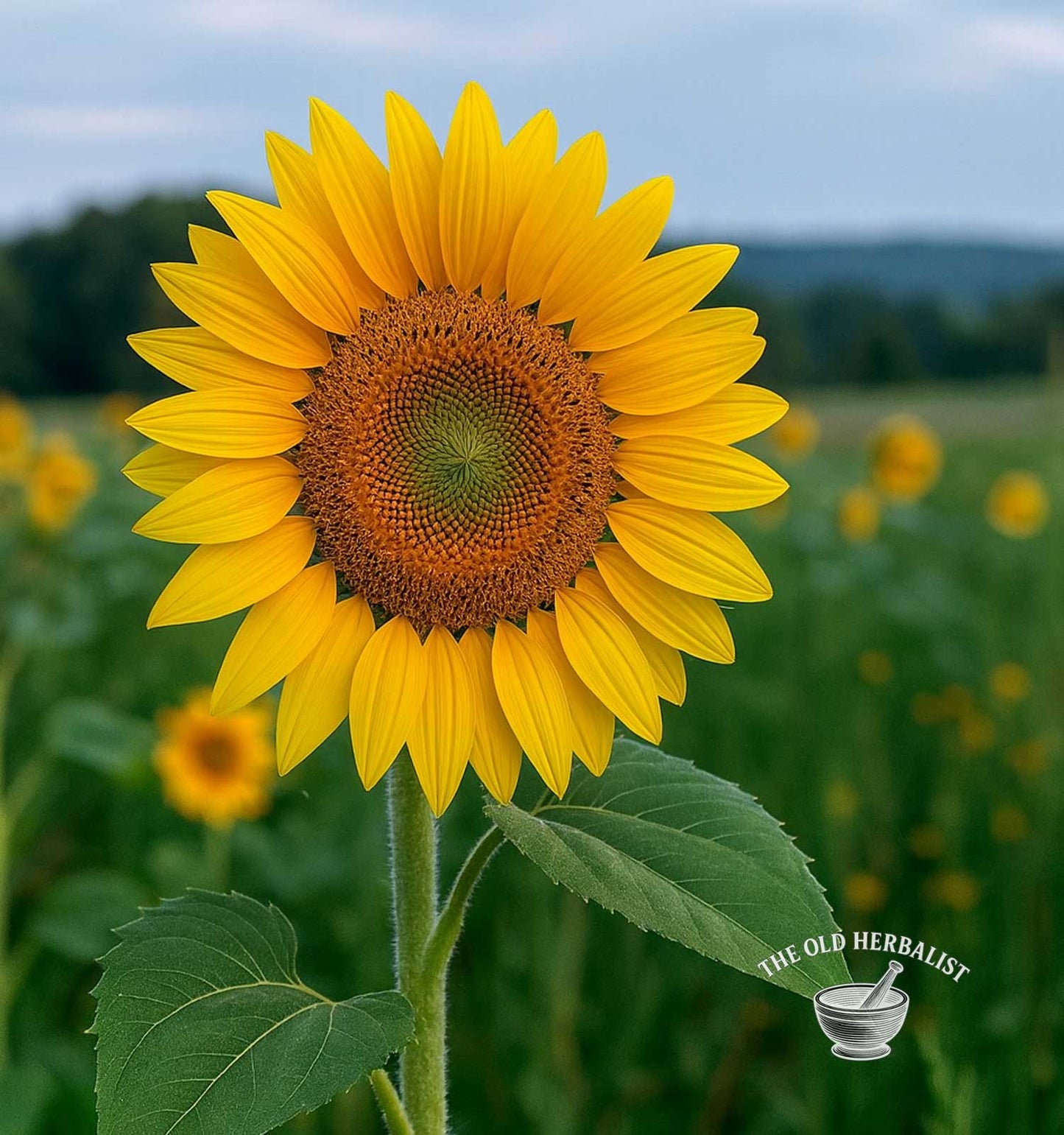 Sunflower Petals – Helianthus annuus