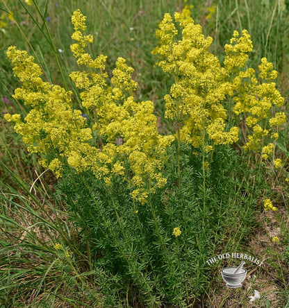 Lady’s Bedstraw Herb – Galium verum L.