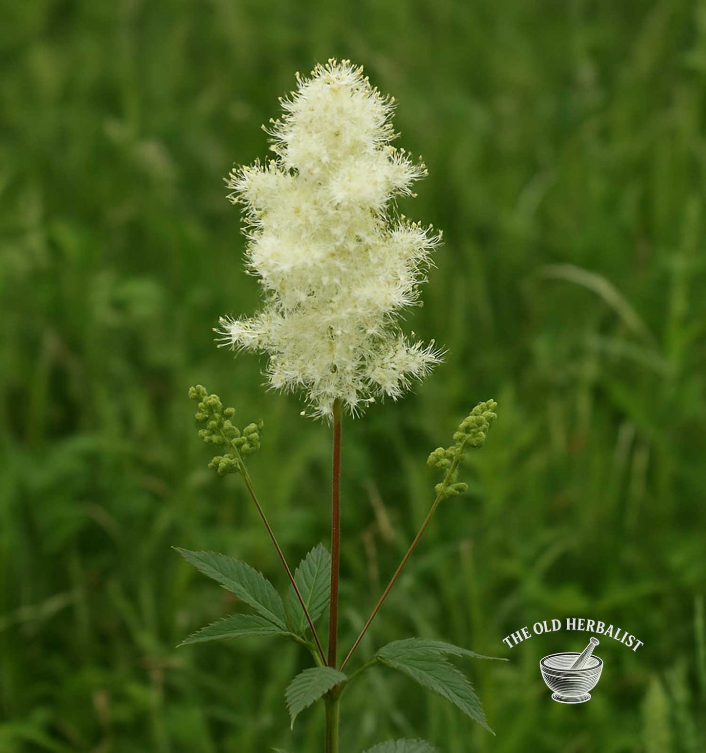 Meadowsweet Flower – Filipendula ulmaria