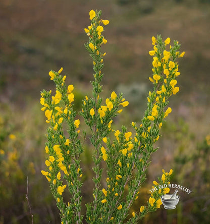 Honeybush Tea – Cyclopia intermedia