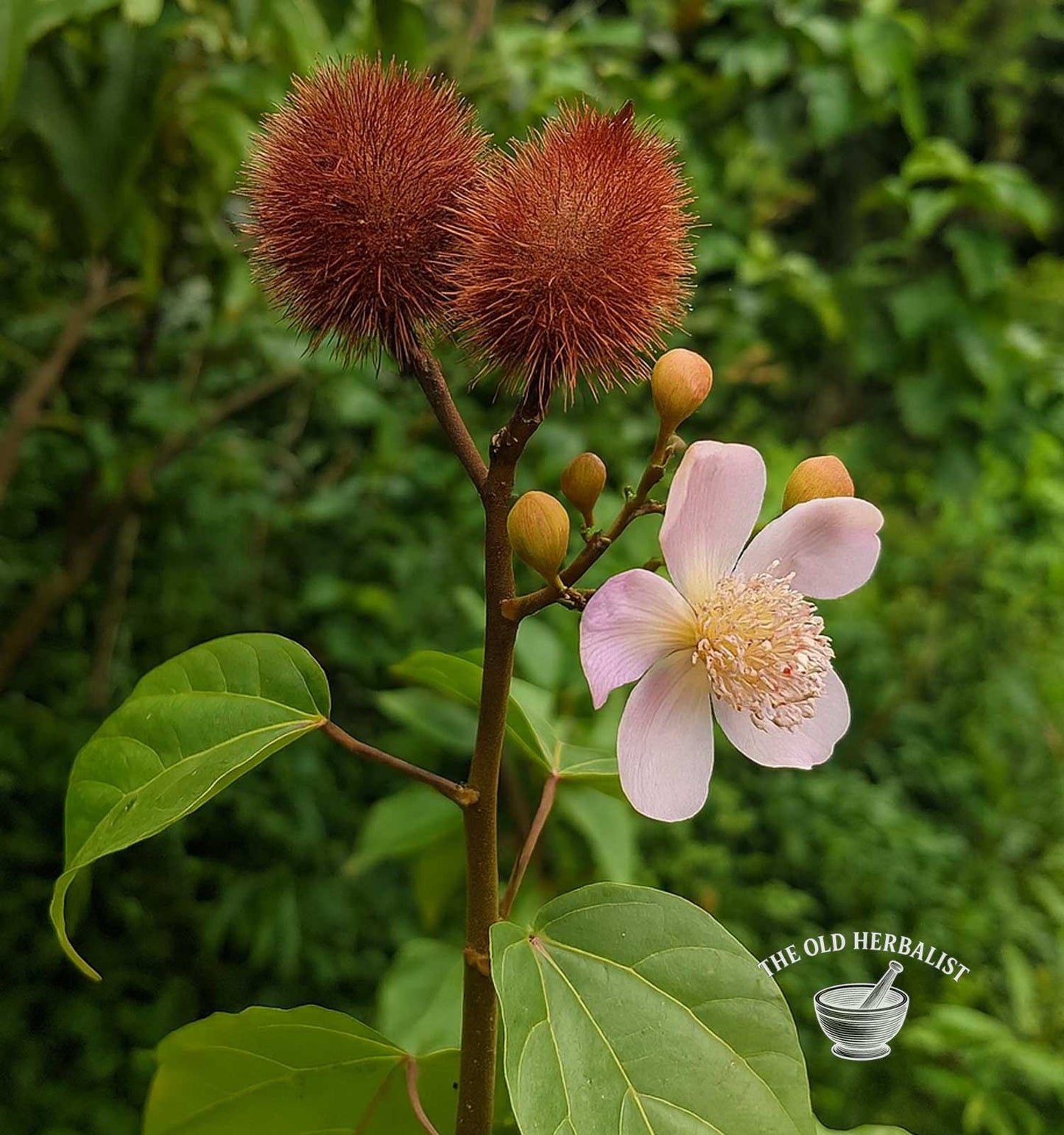 Annatto Seeds Powder – Bixa orellana