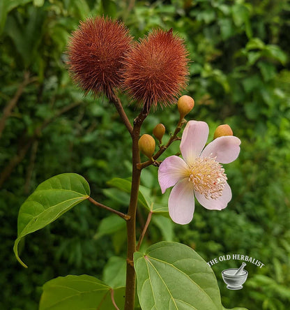 Annatto Seeds Powder – Bixa orellana