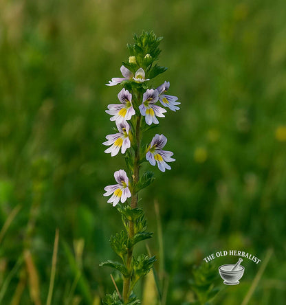 plant of eyebright herb