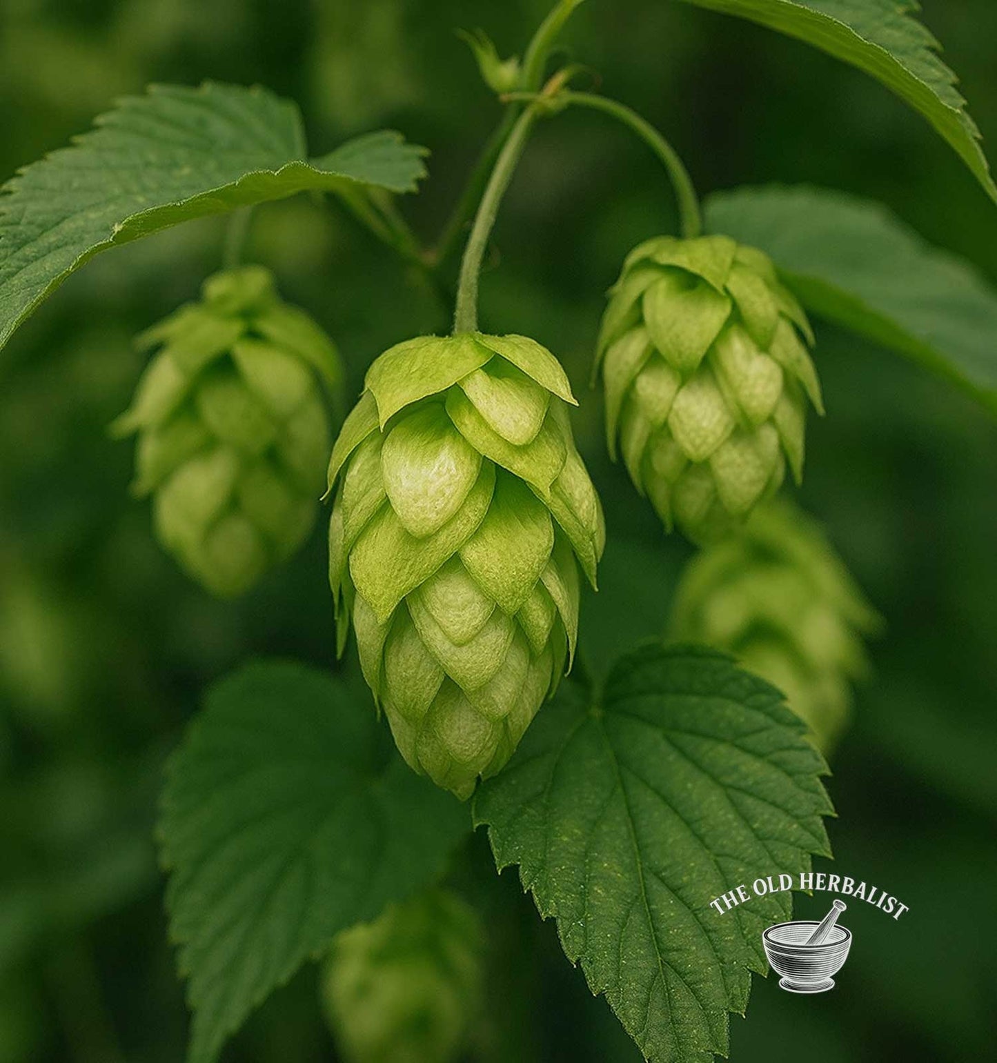 Hops Flowers – Humulus lupulus
