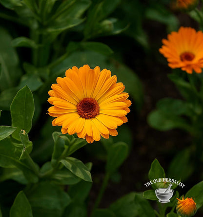 Calendula Flowers – Calendula officinalis
