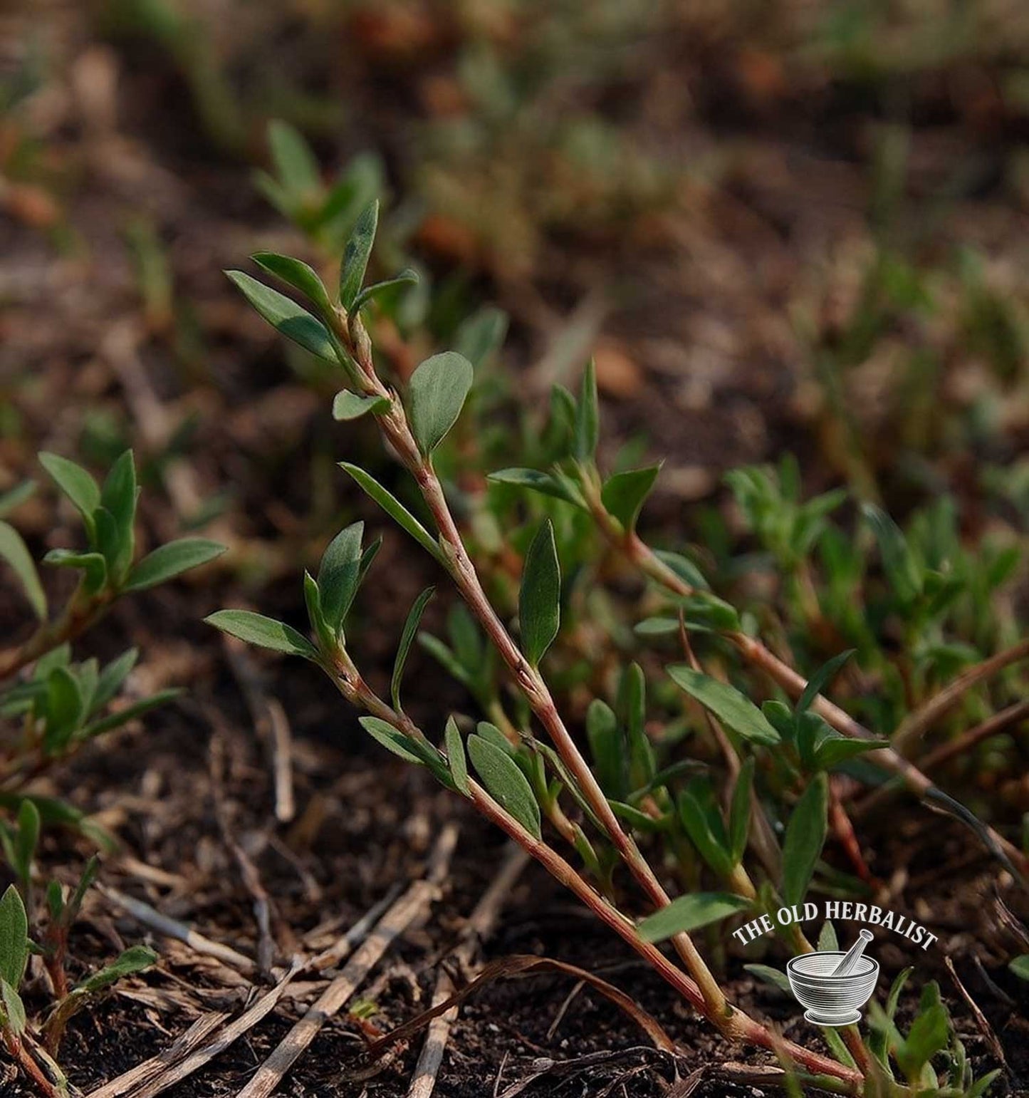 Knotgrass Herb – Polygonum aviculare