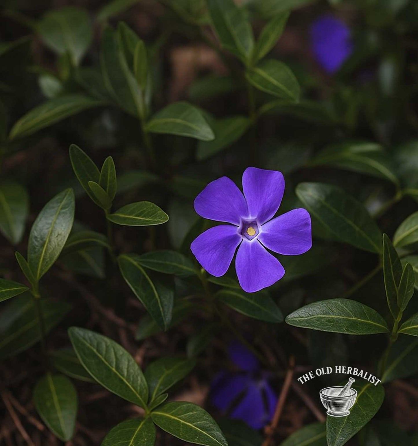 Periwinkle Herb – Vinca major