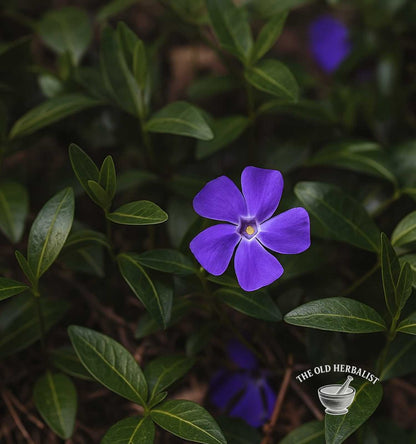 Periwinkle Herb – Vinca major