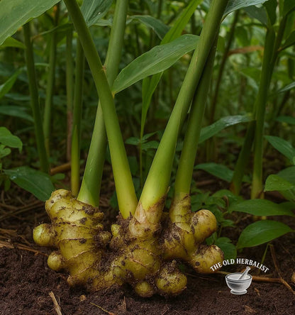 Fresh ginger root with green leaves on a natural background