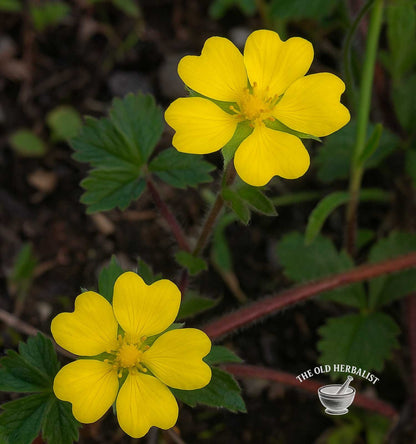 Cinquefoil Herb – Potentilla reptans