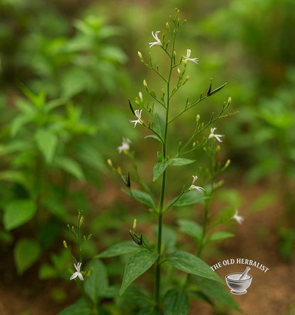 Andrographis Herb – Andrographis paniculata