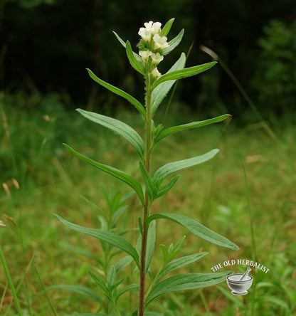 European Gromwell Herb – Lithospermum officinale
