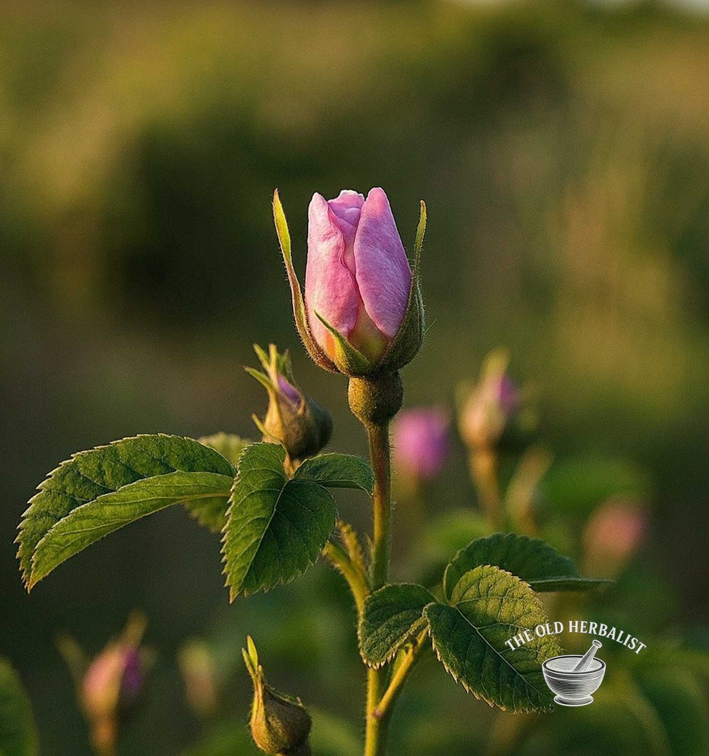 Rose Buds – Rosa damascena