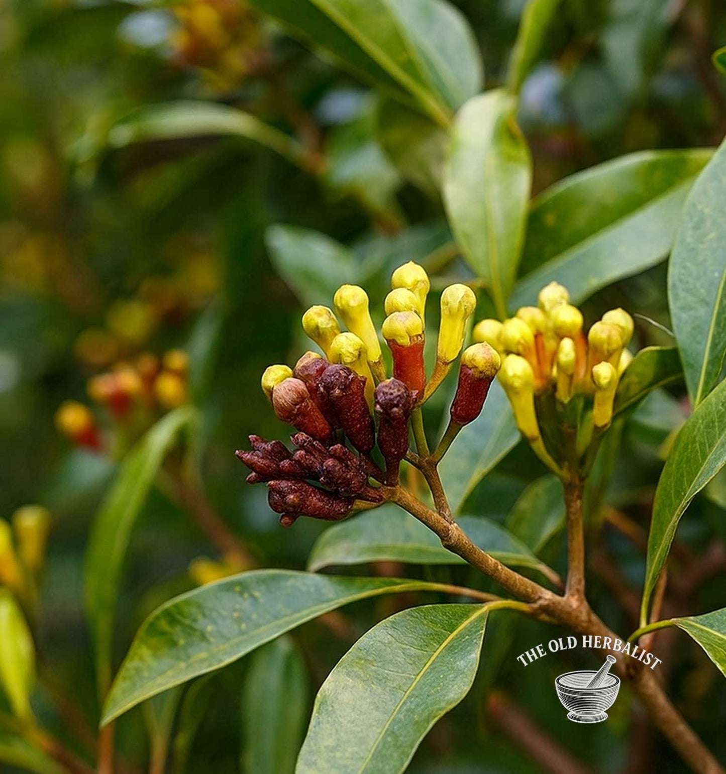 Cloves Whole – Syzygium aromaticum