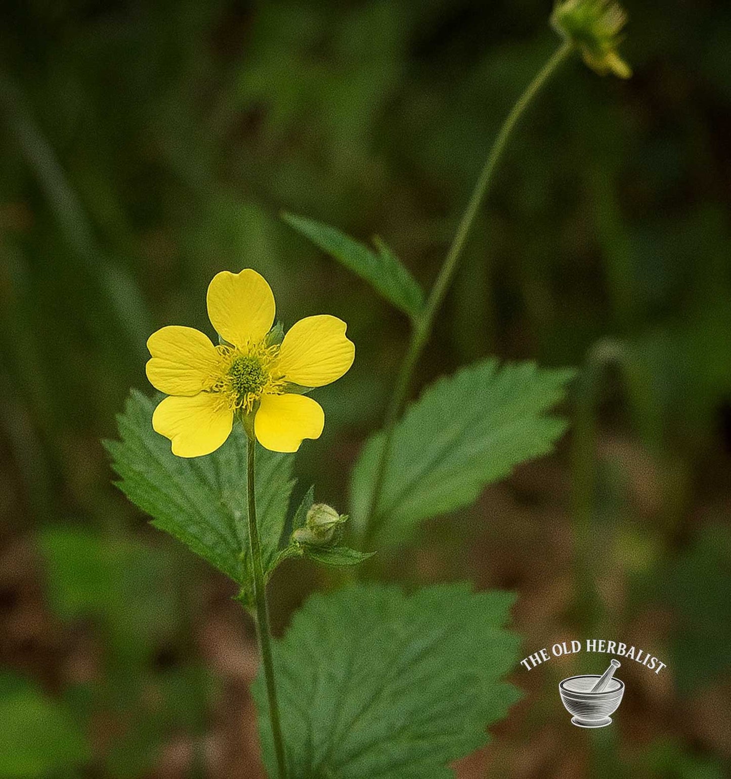 Wood Avens Root – Geum urbanum L.
