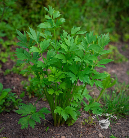 Lovage Leaf – Levisticum officinale