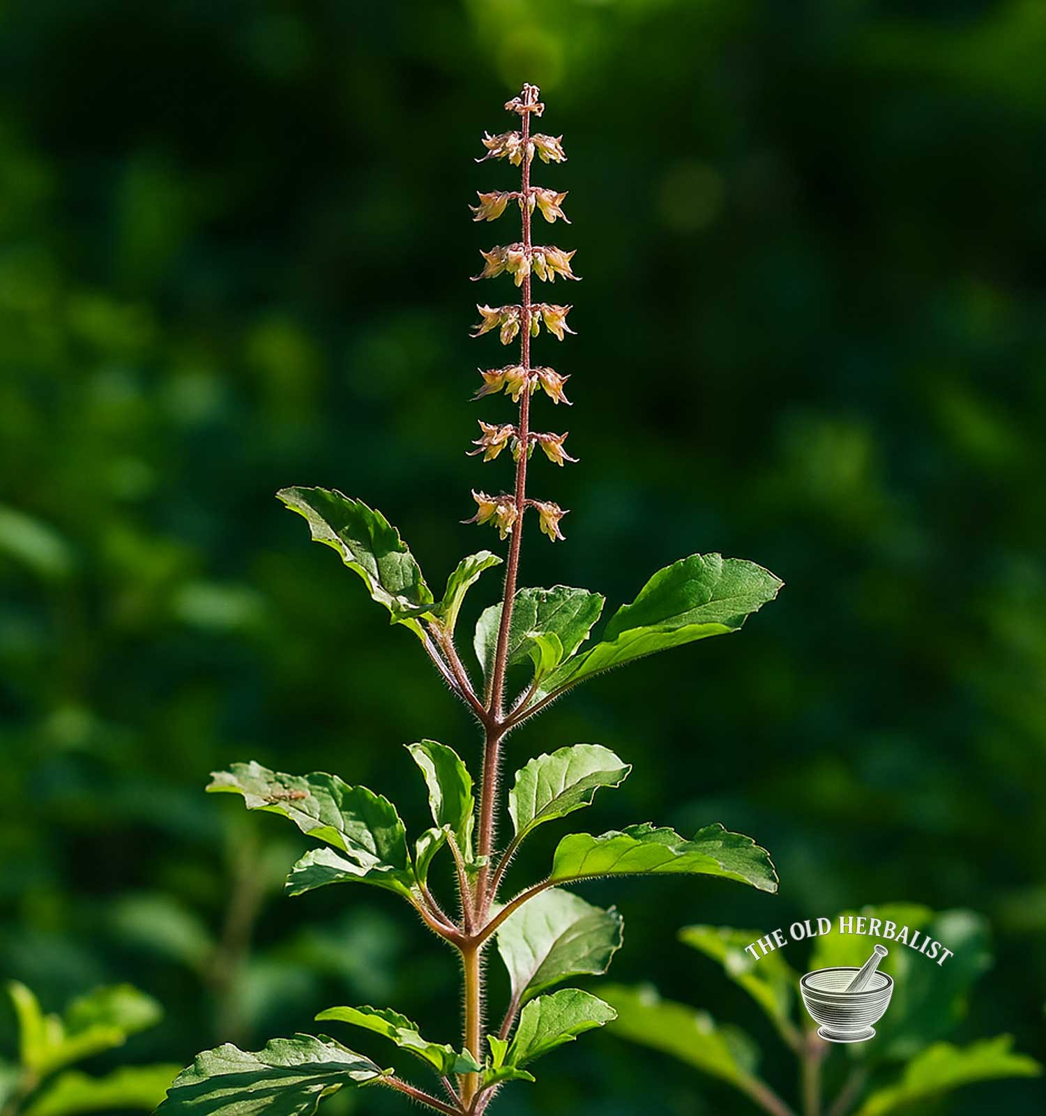 plant of holy basil