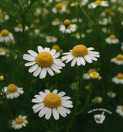 Close-up of chamomile flowers with 'The Old Herbalist' logo.