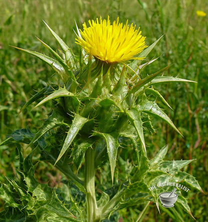 Blessed Thistle Herb – Cnicus benedictus