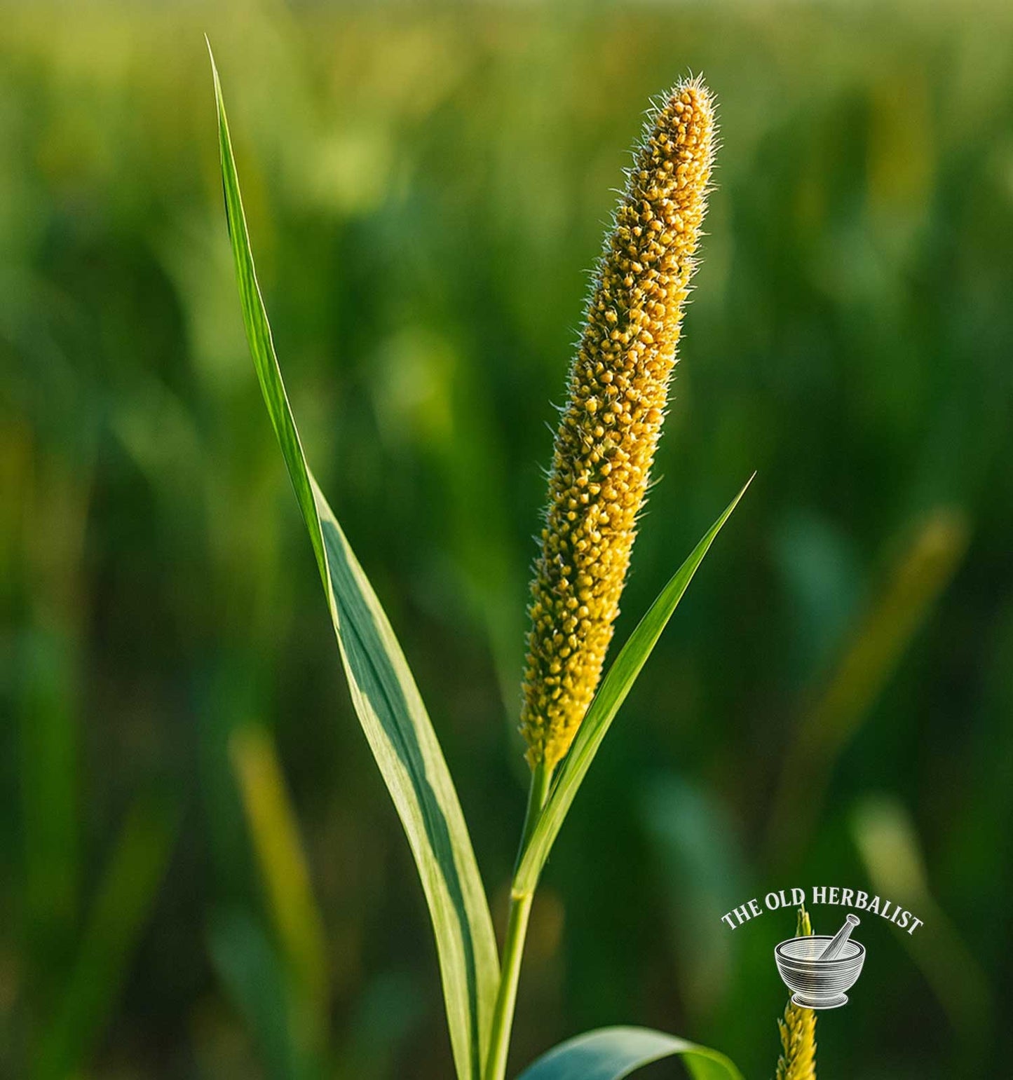 Millet Seeds – Panicum miliaceum