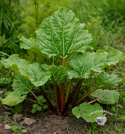 Rhubarb Root Powder – Rheum palmatum