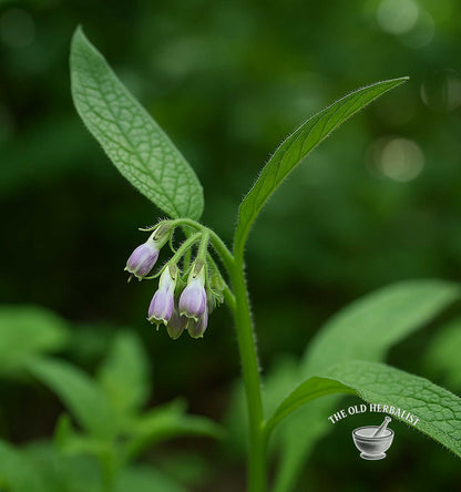 Comfrey Leaf – Symphytum officinale