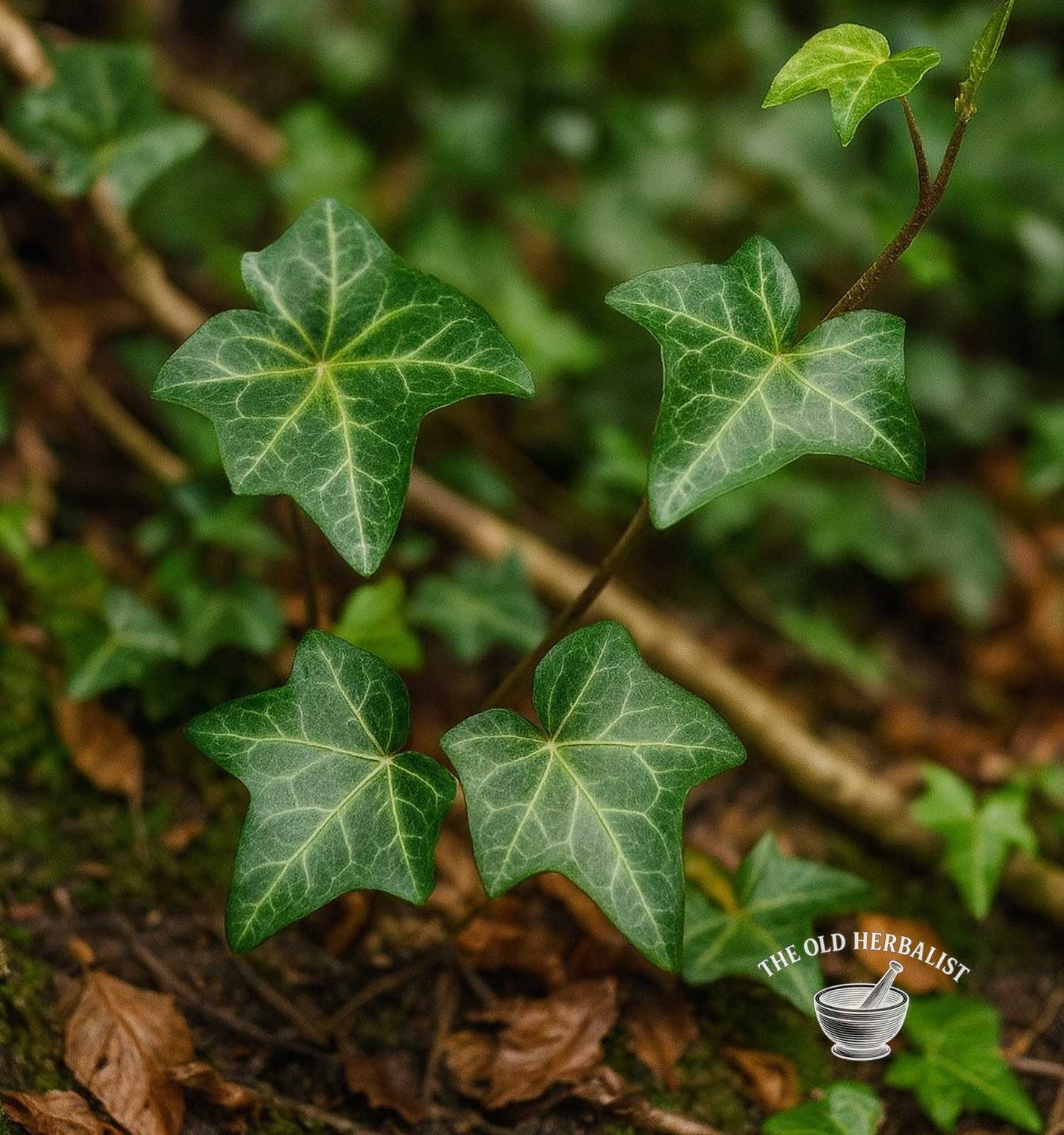 English Ivy Leaf – Hedera helix