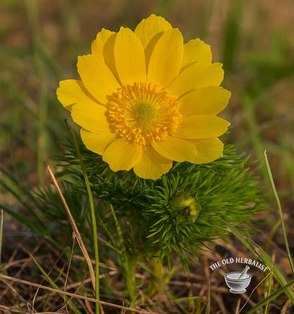 Pheasant’s Eye Herb – Adonis vernalis