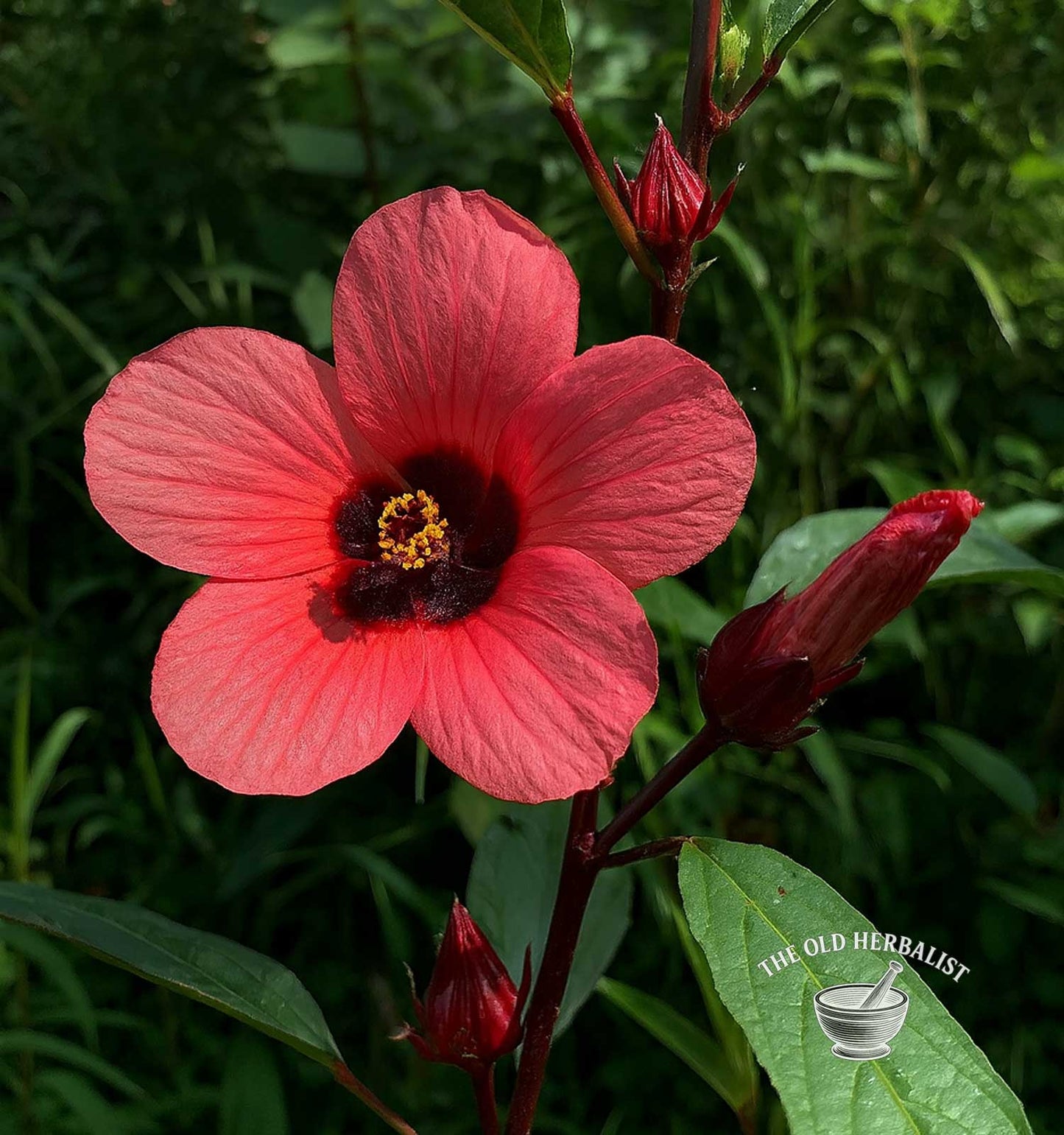 Hibiscus Flower – Hibiscus sabdariffa