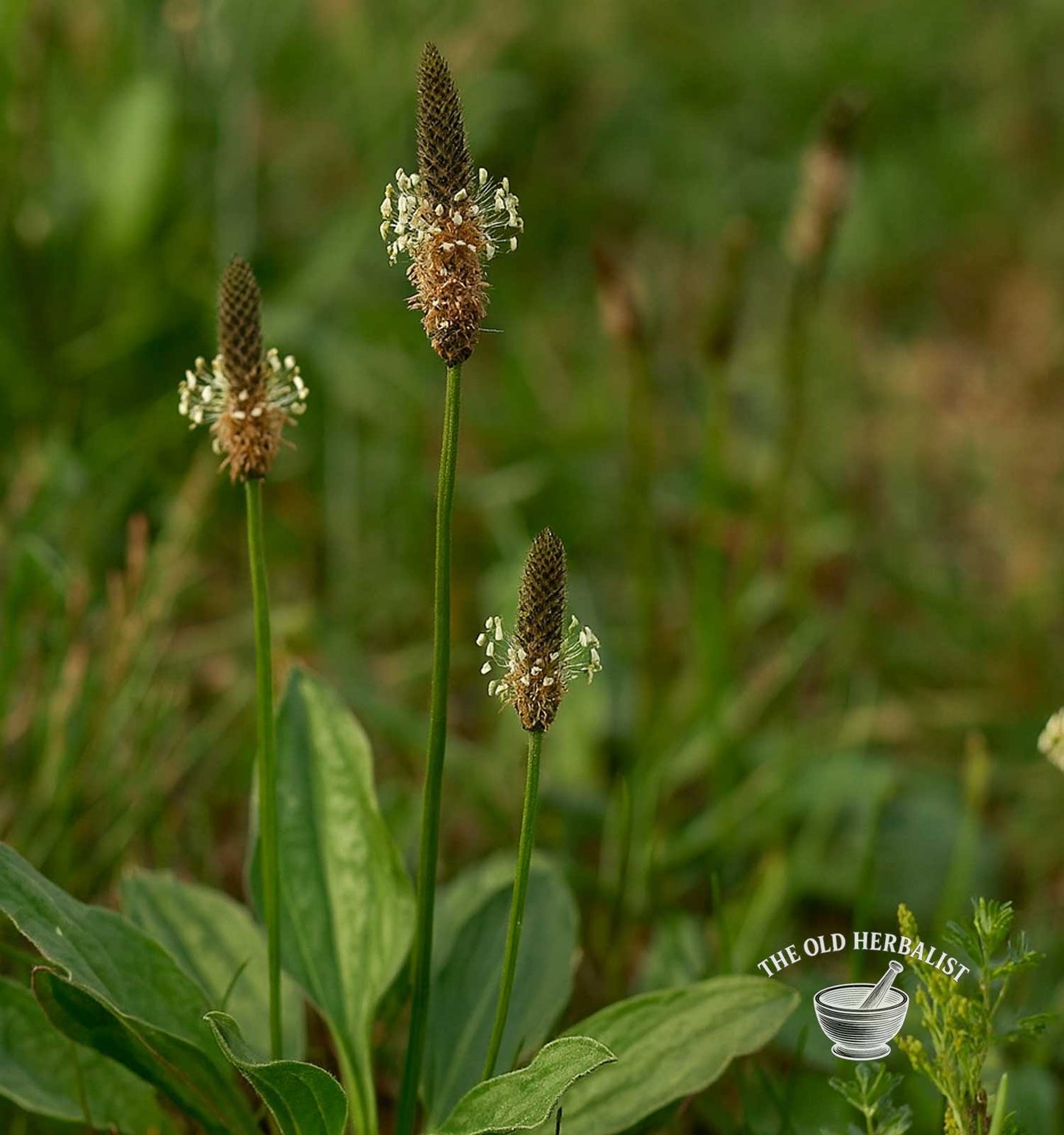 Psyllium Husks Powder – Plantago ovata