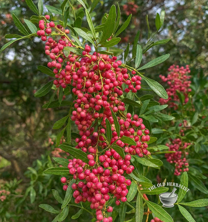 Pink Peppercorns – Schinus terebinthifolius
