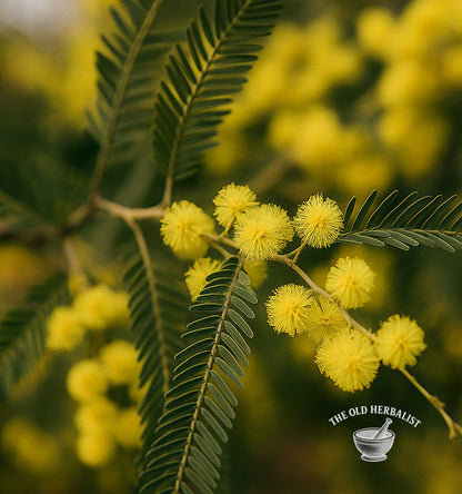 acacia flower plant