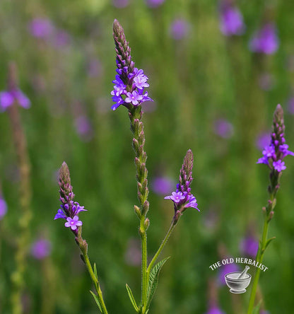 vervain herb plant