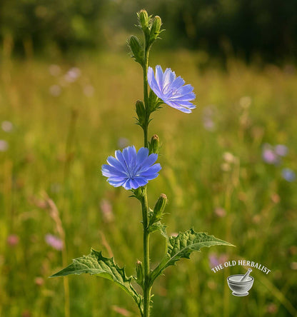 Chicory Inulin Powder – Cichorium intybus