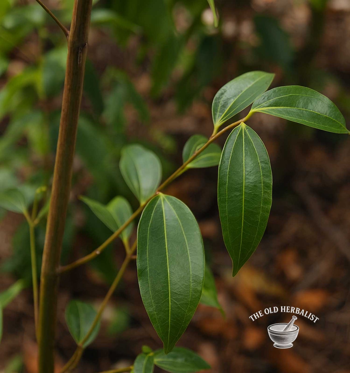 Garam Masala – Traditional Indian Spice Blend