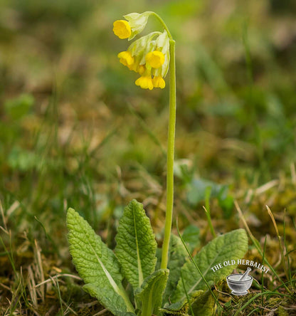 Cowslip Root – Primula veris L.