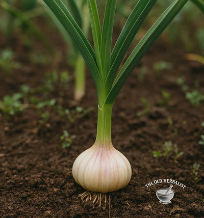 Garlic bulb with green leaves on soil, branded 'The Old Herbalist'.