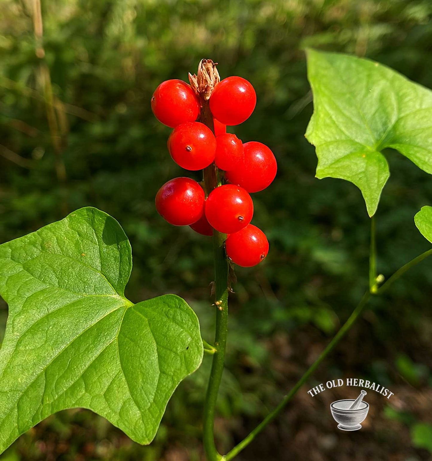 Black Bryony Root – Tamus communis